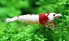  @ndy redbee shrimp  2012