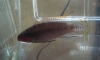 Pelvicachromis Nigerian Red ͻԴâ¤Ѻ