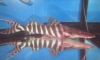 zebratiger catfish (triginus) Ѻ
