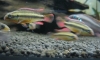 Pelvicachromis taeniatus Moliwe ੾еǼ(Դաͺ)