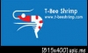 T-Bee Shrimp (13/10/14) updated!!!