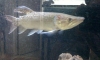  ͵¤3,African Pike,Wolf fish Columbia