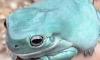 blue tree frog ٷտ͡տ͡տ ҹ Atlantis ӹǹӡѴѺ