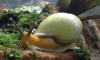 Yellow Land Snail ·ҡͧͧ