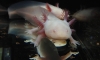 axolotl salamander ҹ ҹ Atlantis