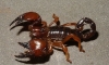 Red Claw Scorpion ͪŧͧᴧ