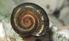   Ramshorn snail մ - §