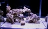 36 x 24 x 24 Rimless Oob's Reef Aqurium