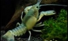 Sakditad Aquarium ѹ Procambarus clarkii clear ѺѺ