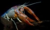 Procambarus clarkii clear ѧ ç͹Ѻ2015