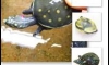 Indian flap-shelled turtle ١оҺѺԹ ҹ Atlantis