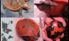Congo Red Flapshell Turtle