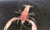 Meena Crayfish "ŧԹҧԧ" >> Ҥ 35 ӹǹӡѴ