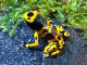 orange bumble bee poison frog
