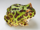 칿͡ ਹԹ(Argentina Horned frog)