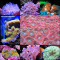 ǵҾ Favorite Coral in my Tank@Aquac1ub ҧ