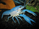 Crayfish World Evolution Series..Update Alleni Town ˹ 4 (23 August 2010)