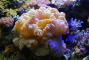  open brain  fox coral ^^