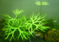  Ranunculus inundatus, Ԥ, û, Stringy moss, Թ Ҥ: 120-250 ҷ