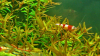   REd bee planT :D And sushI Shrimp 10 FEB 2012 