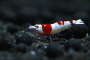  My Benibachi Shrimp  update 11-12-11