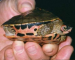 Pangshura smithii - Brown Roof Turtle ҹԷ ٿԹ