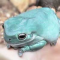 blue tree frog ٷտ͡տ͡տ