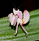 Orchid Mantis ᵹҢǡ