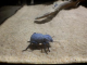 blue death feigning beetle ǧҨ駵