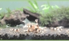 Sale!!  BlackBee ô ͧ§ Ѵ͡ 20  (ͺ8 2011)