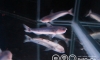 ��»�� Blue Shark �ѡ��� ˹������ :)