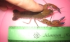 ����� 2.5"-3.2" ��Ѻ�ش��� 1 update 09/04/54