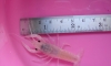 ���� 2 ���� ����١���� 1-2 cm.�ӹǹ�ҡ ��Ѻ�Ҥ�����
