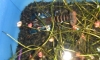 �سnightdream��骹С�û������١����ٹ ���� ��Ҵ 1ૹ �ӹǹ 10����������