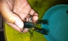 ������ Black O'Tail,Purple,Black Lobster �繵������ 2 ��ǤѺ ��� 2.5 �Ѻ 2.7���ǤѺ 