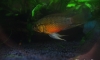 Apistogramma Hongsloi II        ��觡ѹ����§  (�Դ��â�ª��Ǥ��Ǥ�Ѻ)