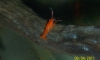 ��� Bright Orange 1-1.5���� ��Ѻ