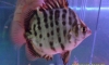 ��ҵС�Ѻ˹��ᴧ 3 ���� �ӹǹ 6 ���  300.- �Ҥ�: 300.- �ҷ