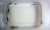 �� 1.5 cm & 1" 