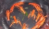 �Դ��Ѻ �ͺ�س��Ѻ ��� Bright Orange 14 ��� �� 1��� ����Թ�� 3 ���