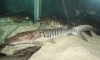 ����Ѻ  tiger shovelnose catfish  (tiger catfish) ��Ҵ 8-10"    �ѡ���