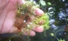 ��� Orange Tip ��Ѻ�ҤҢ�µ����ش�ͧ
