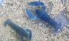 ����١�� 1cm ��Ϳ���������Թ