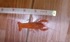 ����������� ��Ҵ 2.5" �� 2 ���