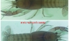 �Դ��骹Ф�� $( TiE & AA )$  ,  Bank_destructor , nationn (�ͺ�س��鹷���ҡ�)