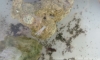 �Դ������ �ʿ�Ң�Ҵ 1-1.5-2 cm ��Т�Ҵ�ѹ� �ӹǹ 10 ��� ����������§�׹����Ѻ