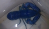 �Ѵ㨢�� ������ 4" �����¤�Ѻ