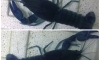 �Դ ��骹Ф�� bigfoot  �͡�õԴ��͡�Ѻ
