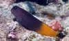 Ѻ Bicolour Blenny
