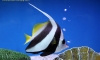 ҹҹ "к" ջŧҧѺ